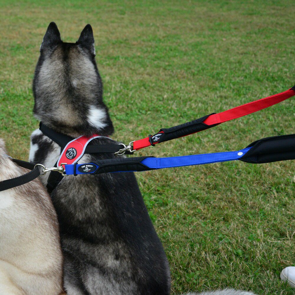 ⑥Parti du Ruban ケープタイプ　ネックアクセサリー　犬用品　写真 犬 ネックアクセサリー ネクタイ フレンチブルドック リボン 首輪