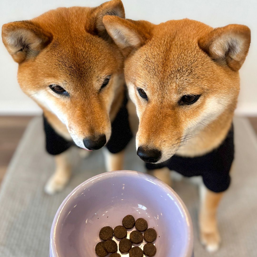 グレンコナチュール グレインフリー アダルト中粒 12kg【チキン