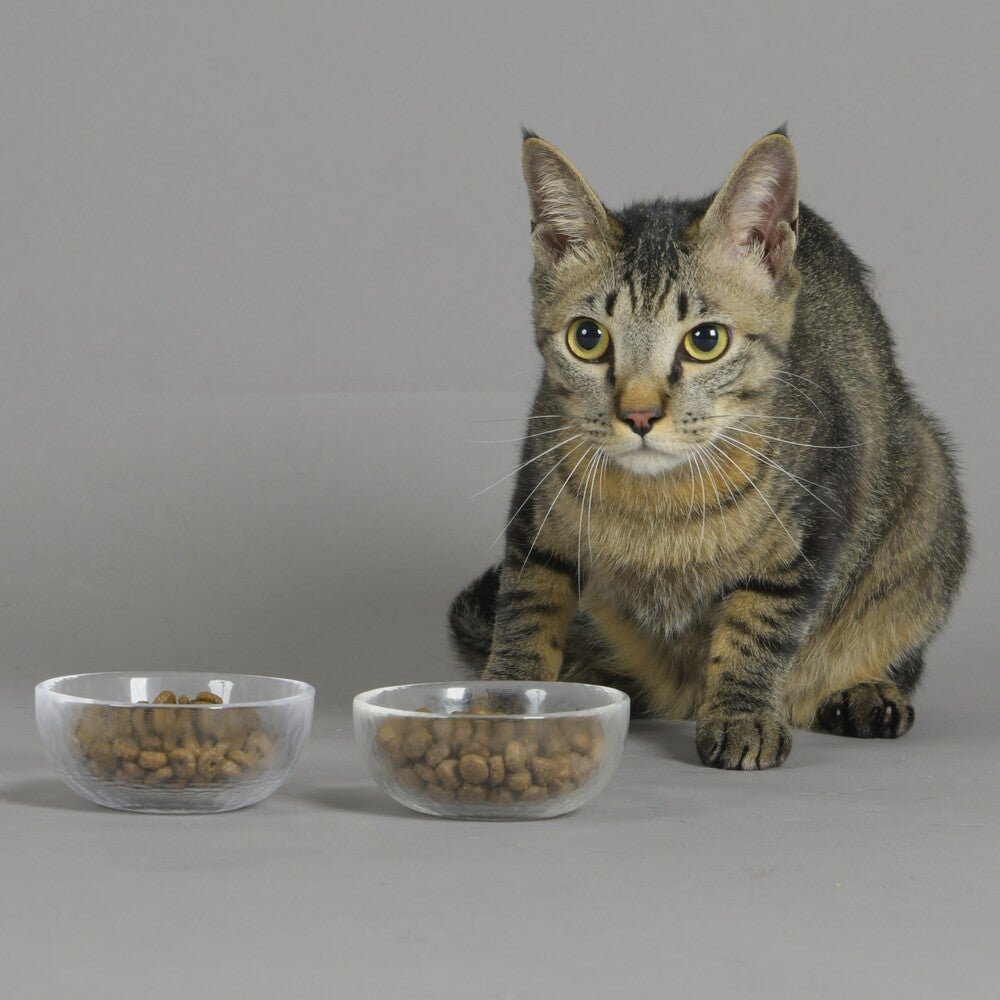 LAM213 アダルト キャット ディバイン ラビット（成猫用・100g/1.5kg